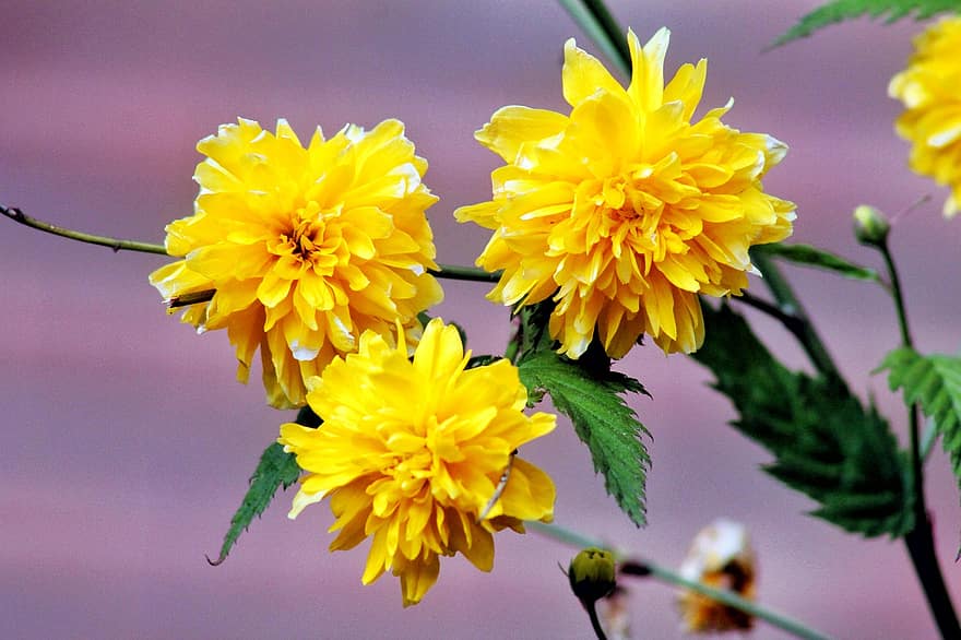 Flowers, Yellow Flowers, Garden, Petals, Yellow Petals, Bloom, Blossom, Flora, Plants, Nature