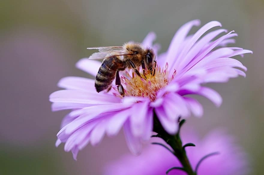 бджола, комаха, квітка, медоносна бджола, запилення, айстра, пурпурна квітка, пелюстки, цвітіння, квітуча рослина, декоративна рослина