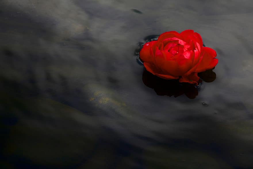 Rose, flod, vild rose, åkande, kontrast, baggrund, natur, farve, sø, idyl, vand