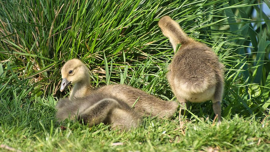 Canada Geese, Goslings, Geese, Birds, Grass, Animals, Meadow, Avian, cute, young animal, beak