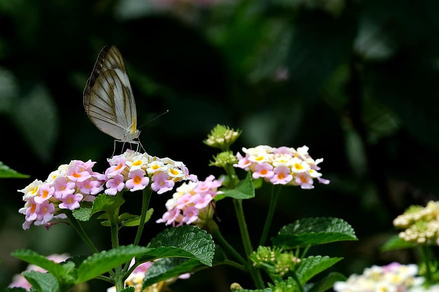 Blume, Lantana, Flora, Natur, Insekt, Weißer Albatros, Schmetterling, Bestäubung