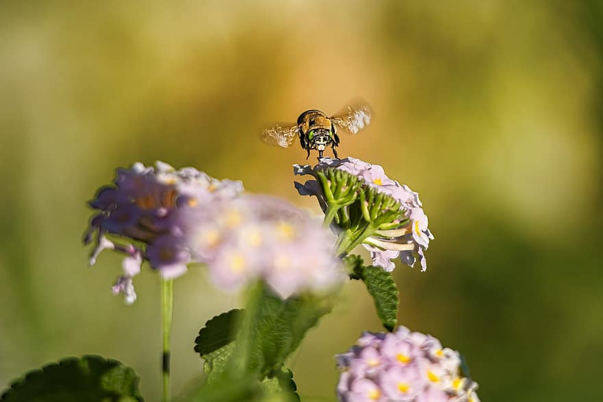 rovar, méh, virágok, beporzás, beporoz növényt, természet, hymenoptera, szárnyas rovar, növényvilág, fauna, bezár