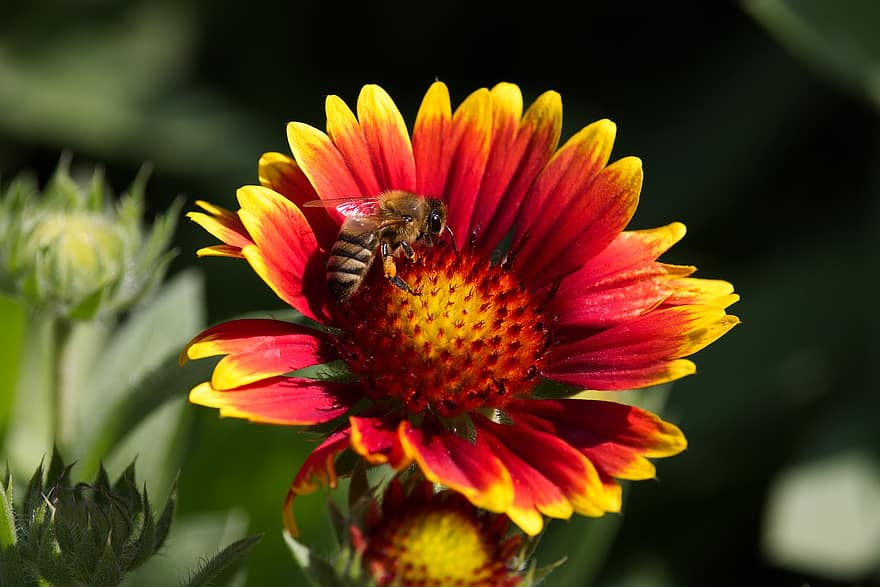 Krisan Surgawi, lebah, serangga, bunga, krisan, penyerbukan, mengumpulkan nektar, kelopak, menanam, taman, musim panas