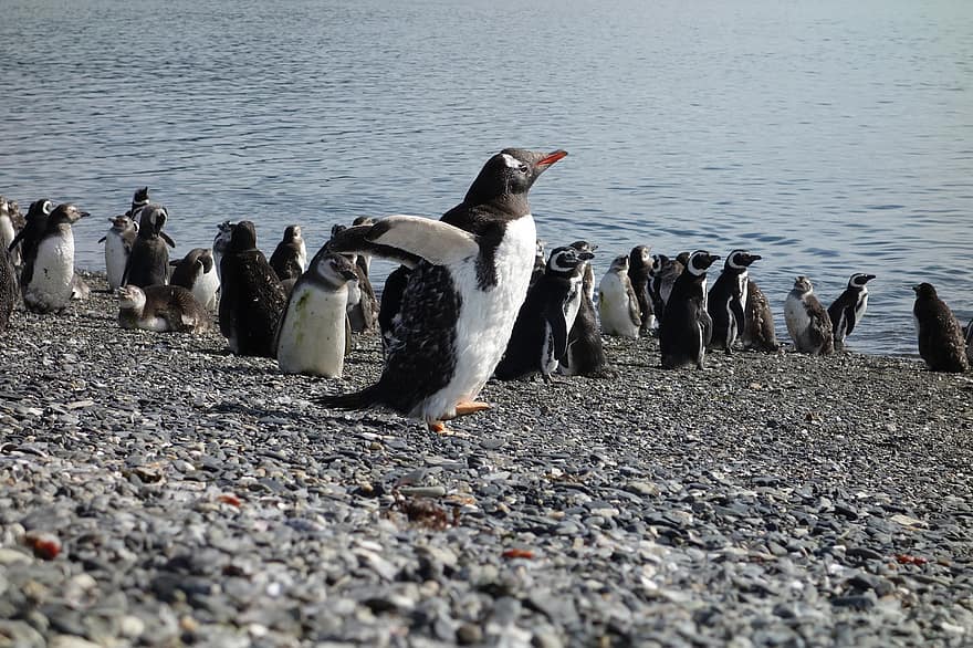 penguins, berg-, zee, Argentinië, Patagonië