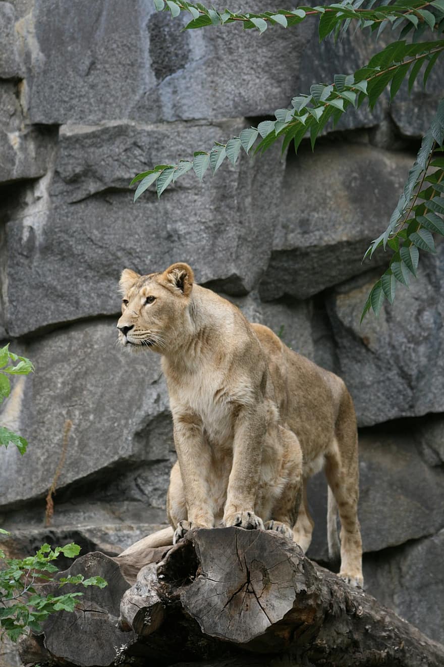 Löwe, katzenartig, Katze, wilde Katze, Raubtier, Mähne, Safari, Zoo, Tier, Fleischfresser, weiblich