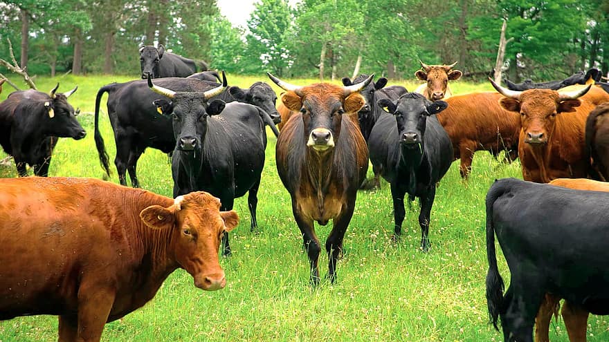nötkreatur, ko, fält, djur-, bruka, lantbruk, jordbruk, ranch, gräs, däggdjur, äng