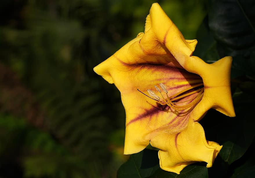 blomma, lian, botanisk, trumpet, gul, Solandra Longiflor, tropisk, trädgård, natur, parkera, Solanaceae