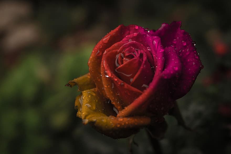 Rosa, flor, Rocío, gotas de rocío, flor rosa, pétalos, pétalos de rosa, floración, flora