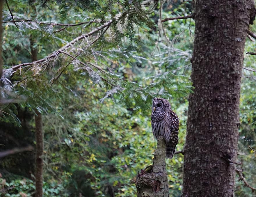 Uggla, fågel, skog, natur, träd, Washington state, djur i det vilda, näbb, fjäder, rovfågel, gren
