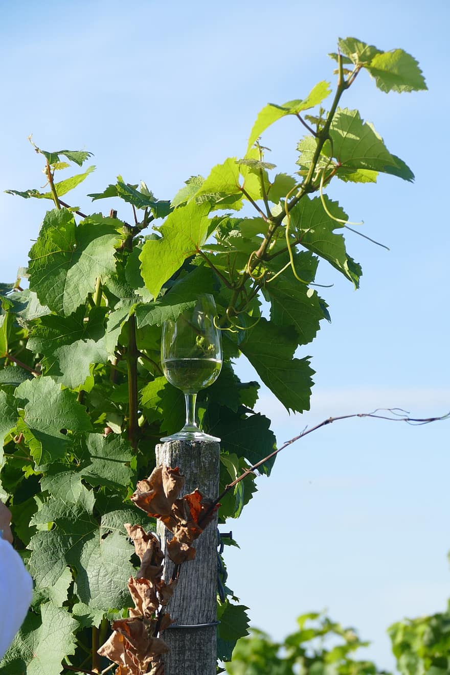 vīnkopība, vīns, vīna glāze, augu, vīna dārzs, lapas, vīnogu, vasarā, zaļā krāsa, vīna darītava, lauksaimniecību