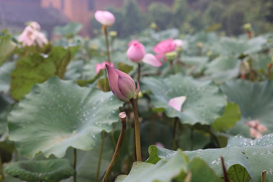 Lotus, Blume, Knospe, Pflanze, pinke Blume, Blätter, Wasserpflanze, Teich, Blatt, Blütenkopf, Sommer-