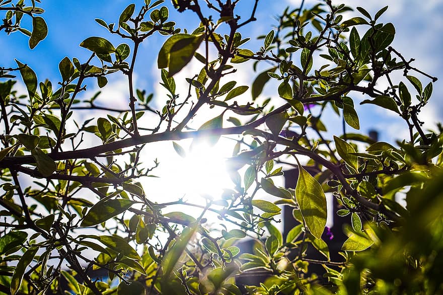 Tree, Leaves, Foliage, Sun, Sunlight, Backlighting, Branches, Twigs, Sprigs, Plants, Sky