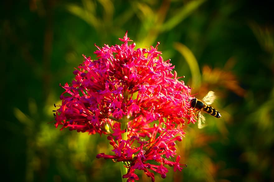 пчела, опрашване, розово цвете, градина, природа, насекомо, цвете, едър план, лято, растение, зелен цвят