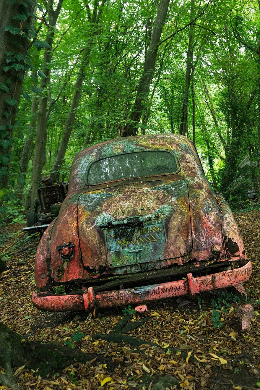 αυτοκίνητο, δάσος, σε εξωτερικό χώρο, όχημα