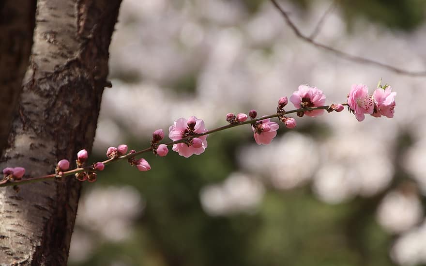 körsbärsblommor, sakura, rosa blommor, blommor, vår, flora, körsbärsträd, vårsäsong, blomma, närbild, springtime