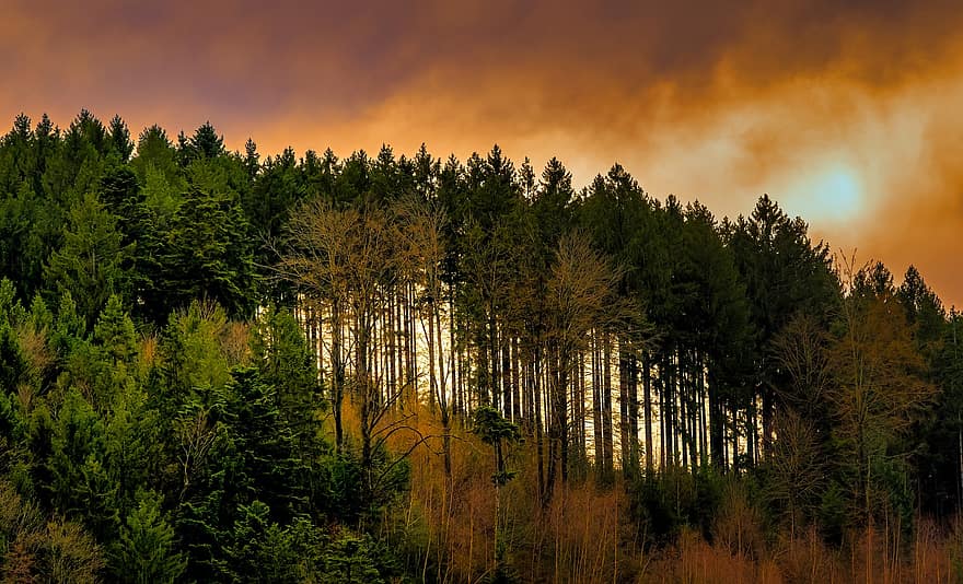 sort skov, Skov, solnedgang, landskab, træer, natur, skumring, træ, sollys, sommer, sæson