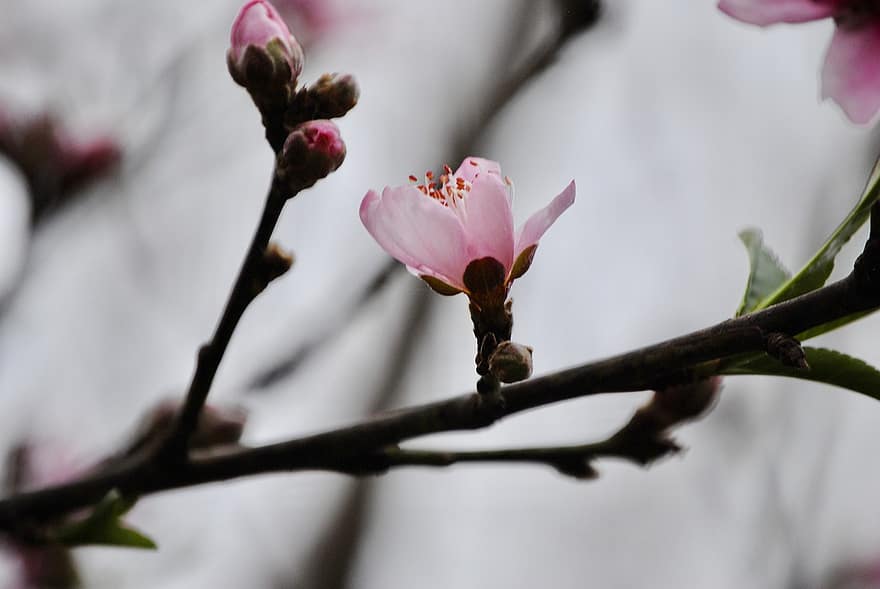 kirsikankukka, kukka, vaaleanpunainen kukka, sakura, sakura kukka, haara, kukinta, terälehdet, vaaleanpunaiset terälehdet, kevät, luonto