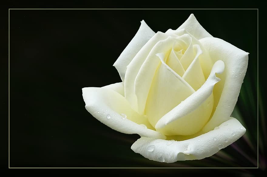 Rose, floribunda, Rosenblüte, blühen, weiße Rose