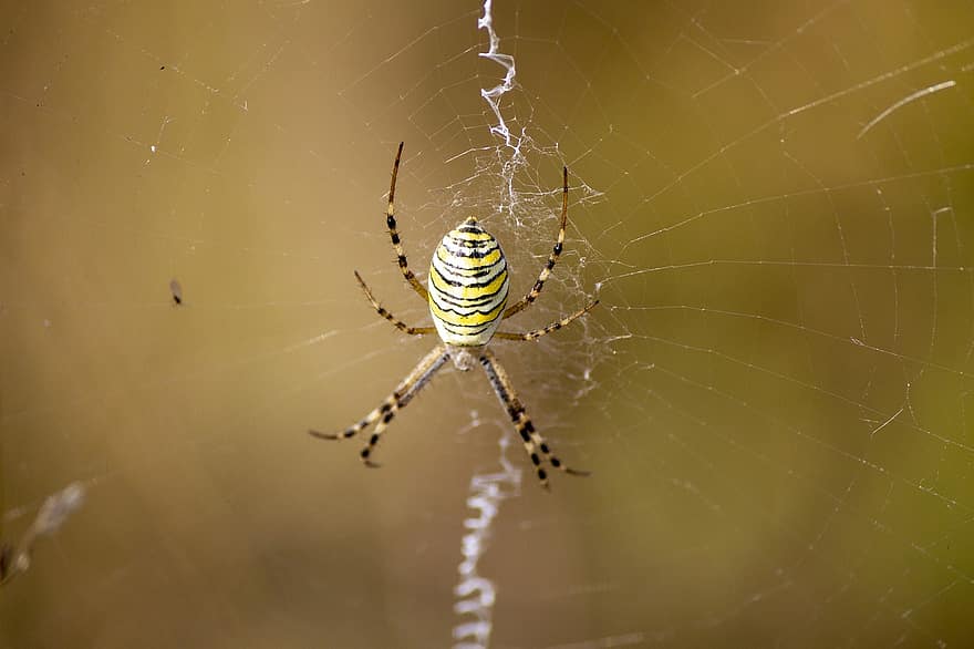 makro, pająk, pajęczak, pajęcza sieć, pajęczyna, argiope, argiope bruennichi, pająk osy, Natura
