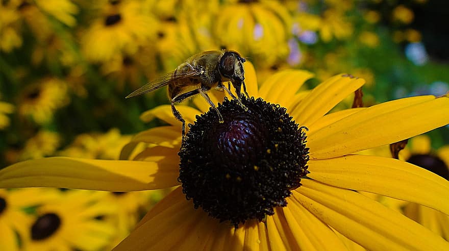 včela, květ, nektar, hmyz, zvíře, žlutý květ, rostlina, zahrada, Příroda