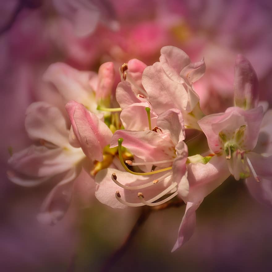 Rhododendron, Blumen, blühen, Pflanze, Natur, Rhododendron-Blume, blühender Strauch, Flora, Frühling, Buchse, Blütenblätter