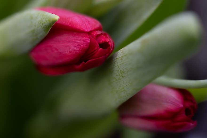 tulipes, flors, jardí, tulipes vermells, florint, pètals, pètals vermells, flora, plantes