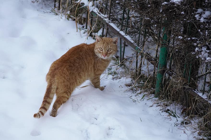 katt, kjæledyr, snø, vinter, kattunge, dyr, tabby katt, innenlands, feline, pattedyr, pus