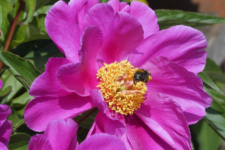 lebah, peony cina, penyerbukan, bunga merah muda, paeonia lactiflora, bunga, alam, taman, bug, berkembang, musim semi