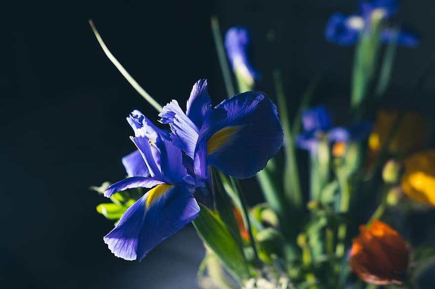 iris, anlegg, bukett, nærbilde, blomst, blad, petal, blomsterhodet, blå, lilla, sommer