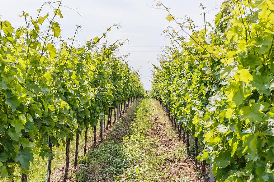 vingård, vin voksende, vindyrking, vin, Rheinland-Pfalz, vinregion, jordbruk, drue, landlige scene, gård, vinlaging