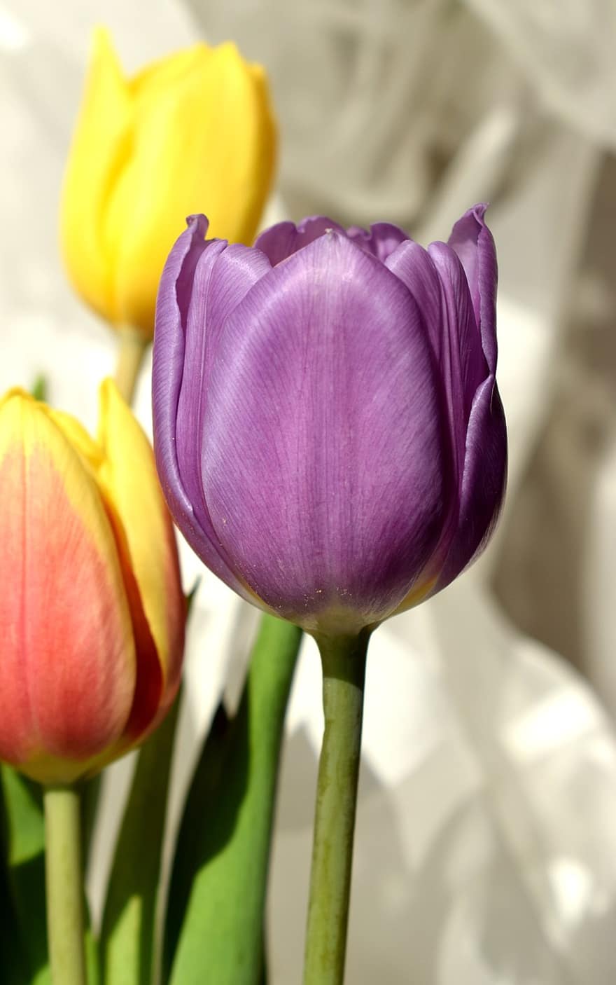 Hoa tulip, những bông hoa, hoa, cánh hoa, cánh hoa tulip, những bông hoa mùa xuân, hệ thực vật, Thiên nhiên