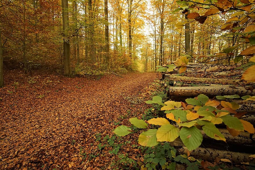 kelias, lapai, lapija, takas, rudenį, miškas, ruduo, pobūdį