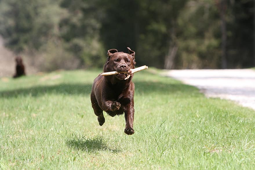 labrador, lấy, chó, vật nuôi, đang chạy, nhảy, nhảy vọt, cỏ, công viên, răng nanh, vui tươi
