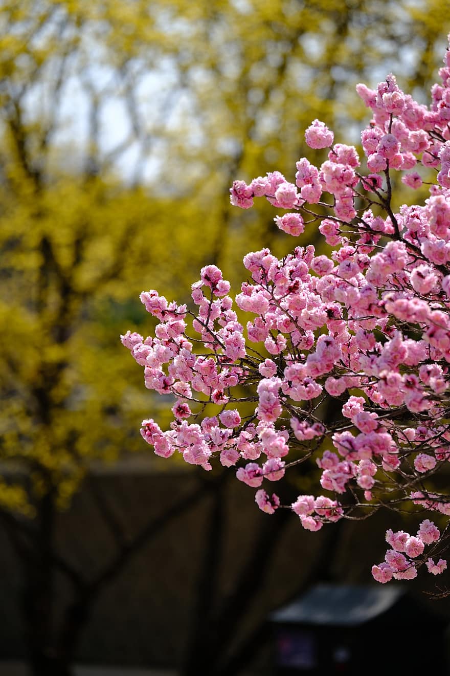 梅の花、ピンクの花、フラワーズ、自然、春、花、工場、閉じる、葉、ピンク色、フラワーヘッド