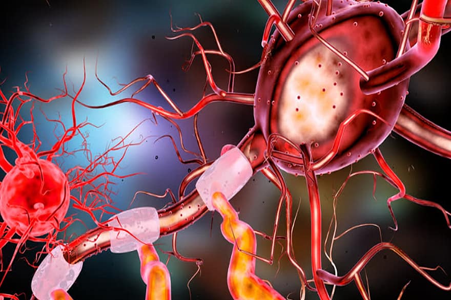Neuron, Brain, Human, Nerve, Science, System, Medical, Head, Medicine, Mind, Cell