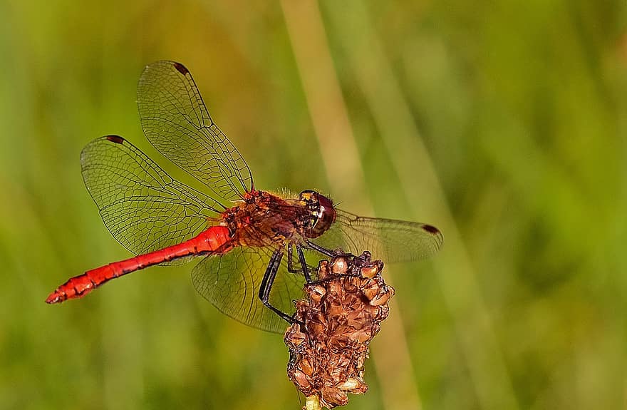 Dragonfly, Insect, Meadow, Ruddy Darter, Sympetrum Sanguineum, Animal, Nature