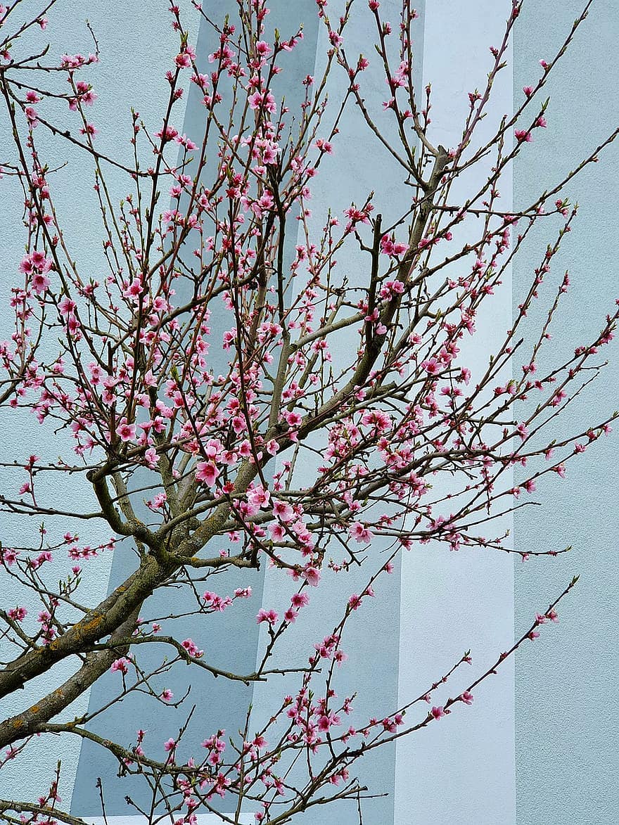 дерево, квітка, цвіт персика, весна, сезонні, цвітіння, відділення, лист, сезон, Рослина, рожевий колір
