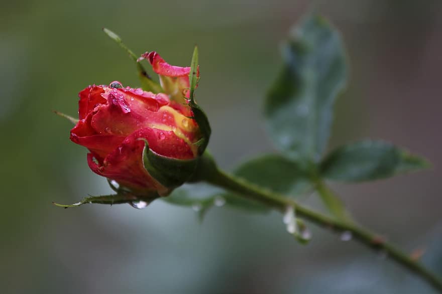 アリンカローズ、ローズ、赤いバラ、バラのつぼみ、咲く花、咲くバラ、つぼみ、水滴、工場、庭園、閉じる