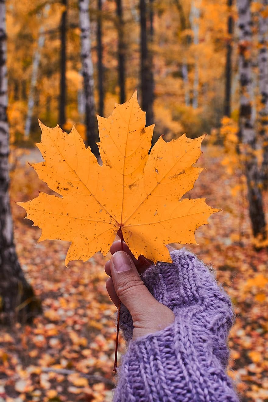 le foglie, fogliame, acero, autunno, bellissimo, Marrone, colorato, ambiente, colori autunnali, foresta, d'oro