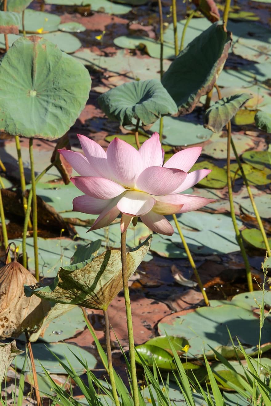 Lotus Inglês, lótus, lagoa, flor, folhas verdes, lírios, verão
