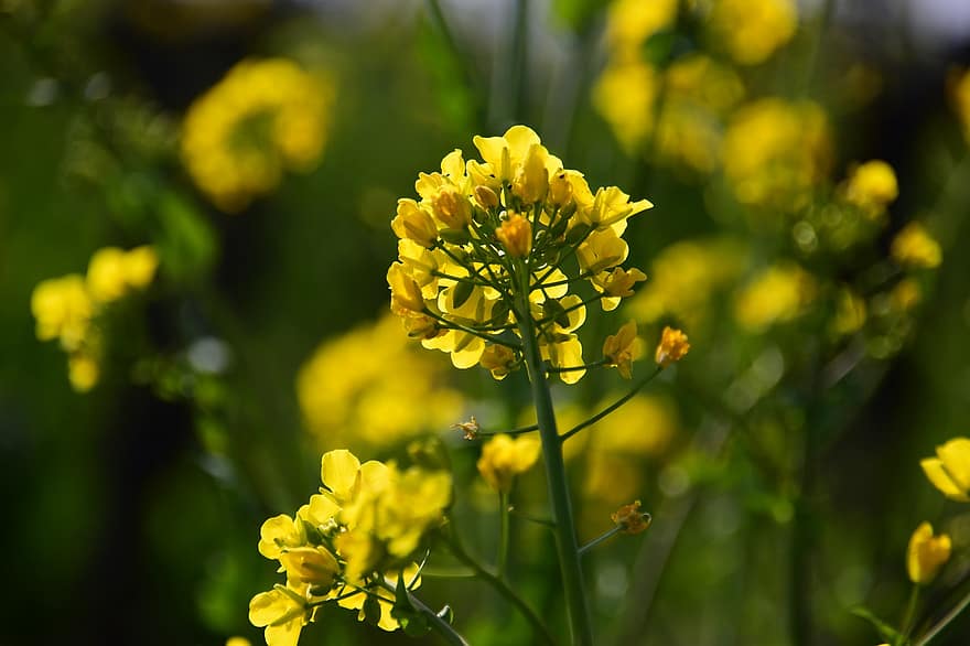 Rapeseed, Flowers, Plant, Yellow Flowers, Spring, Bloom, Field, Nature, Bright