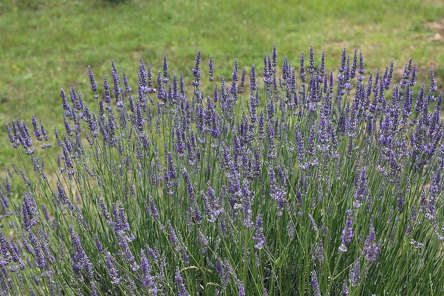 lavendel, natuur, bloeien, paars, groen, tuin-, fabriek, zomer, bloemen, aromatisch