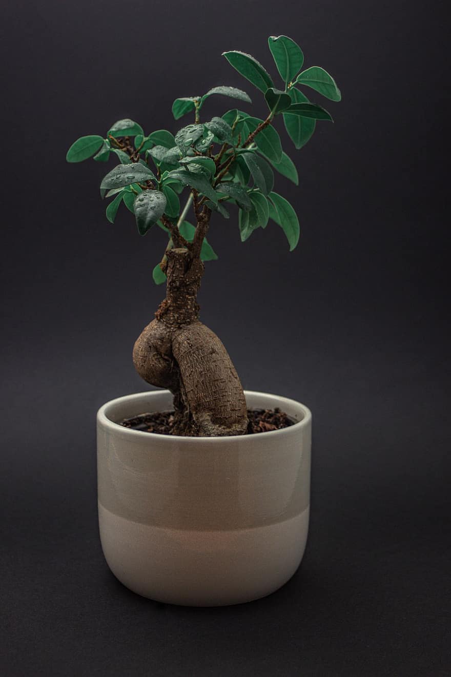 Bonsai, pianta, pianta d'appartamento, vaso di fiori, piccolo albero, botanica, pentola
