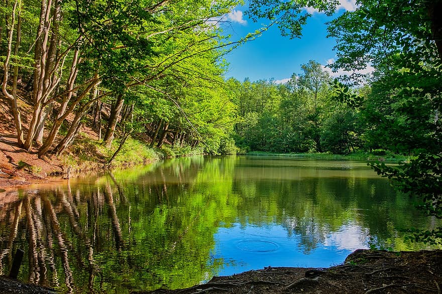 innsjø, skog, vann, stillhet, sommer, sol, stille, refleksjon, grønn farge, tre, landskap