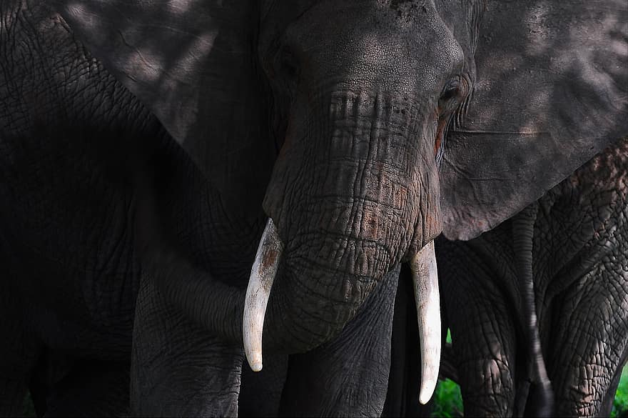 слон, дикої природи, тварина, ссавець, пахідерма, Африка