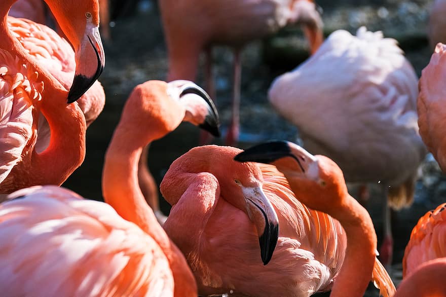 flamingoer, fugler, dyr, vadere, eksotisk, vannfugler, fjærdrakt, dyreliv, nebb, fjær, multi farget