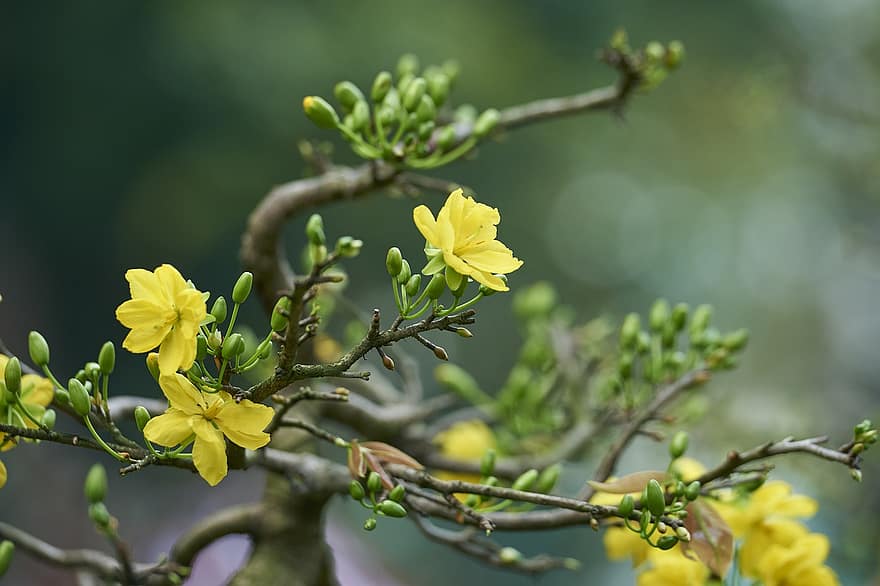 Żółty kwiat Mai, kwiaty, roślina, Żółty kwiat moreli, żółte kwiaty, płatki, pąki, kwiat, odchodzi, ogród, Natura