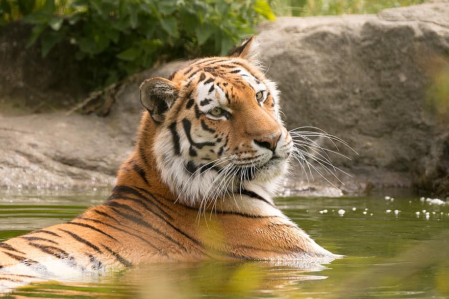 tiger, dyr, Zoo, bengal tiger, kødædende, pattedyr, stor kat, rovdyr, jæger, vildt dyr, dyreliv