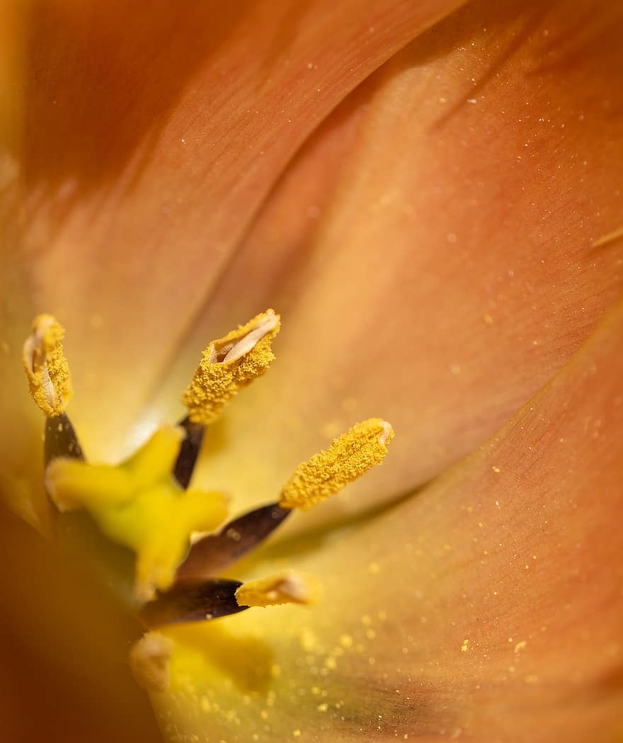 flor, tulipán, pétalos, floración, flora, de cerca, naturaleza, Grano de Polonia, planta, pétalo, macro