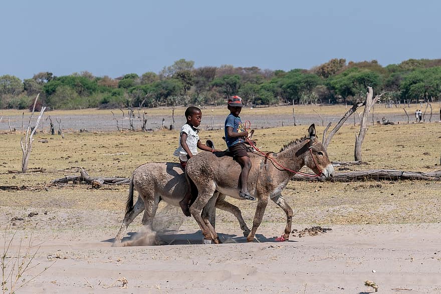 gyermekek, lovagol, szamarak, gyerekek, szabadidő, ló, Szamárlovaglás, Botswana